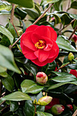 Camellia japonica, rot