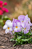 Viola cornuta, weiß-lila