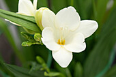 Freesia, white