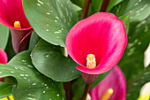 Zantedeschia aethiopica, red