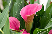 Zantedeschia aethiopica, pink