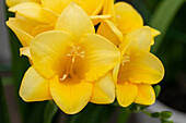 Freesia, yellow