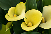 Zantedeschia aethiopica, gelb