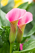 Zantedeschia aethiopica, rosa