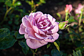 Rosa 'Lavender Princess'