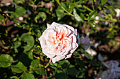 Rosa 'Gruß an Aachen'