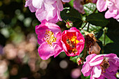 Rosa rubiginosa 'Magnifica'