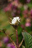 Rosa x centifolia 'Unique de Provence'