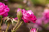 Rosa x centifolia 'William Lobb'