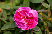 Rosa x centifolia 'Moussu du Japon'