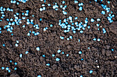 Fertiliser - Blue grain