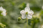 Geranium macrorrhizum, white