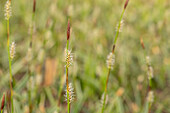 Carex morrowii ssp. foliosissima 'Icedance'