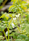 Dicentra spectabilis 'Alba'