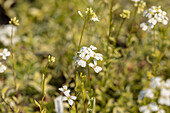 Arabis ferdinandi-coburgii 'Old Gold'