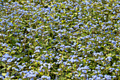 Brunnera macrophylla 'Alexander's Great'