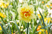 Narcissus, yellow