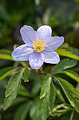 Anemone nemorosa 'Robinsoniana'