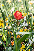 Tulipa, red