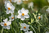 Narcissus poeticus