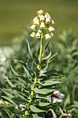 Fritillaria persica 'Ivory Bells'