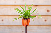 Fritillaria imperialis