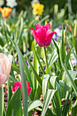 Tulipa, pink