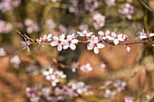Prunus spinosa 'Purpurea'