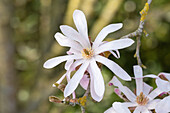 Magnolia x loebneri 'Leonard Messel'