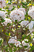 Viburnum x burkwoodii 'Anne Russel'