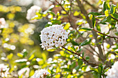 Viburnum x burkwoodii 'Anne Russell'