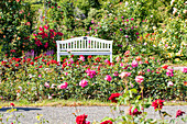 Bench in the rose garden