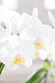 Phalaenopsis, white