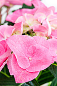 Hydrangea macrophylla, pink