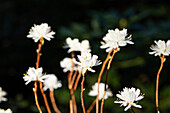 Rhododendron canadense 'Album'