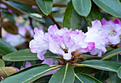 Rhododendron campanulatum