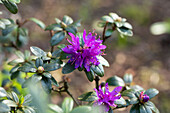 Rhododendron russatum