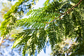 Thuja plicata