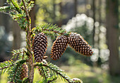 Picea