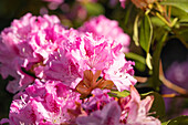 Rhododendron Wildformen