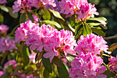 Rhododendron, rosa