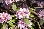 Rhododendron wild forms