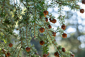 Tsuga canadensis