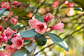 Rhododendron wild forms