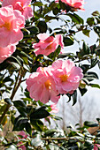 Camellia japonica 'Betty Sette'