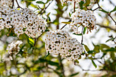 Viburnum x burkwoodii