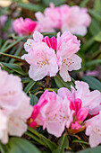 Rhododendron recurvoides x yakushimanum
