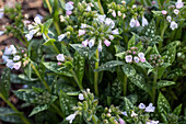 Pulmonaria saccharata 'Opal'