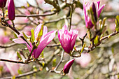 Magnolia liliiflora 'Betty'