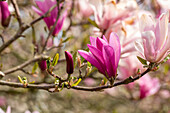 Magnolia liliiflora 'Betty'